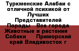 Туркменские Алабаи с отличной психикой от Лучших Представителей Породы - Все города Животные и растения » Собаки   . Приморский край,Владивосток г.